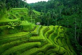 Lush green rice terraces of Tegallalang in Ubud, Bali, with palm trees and sunlight filtering through.
