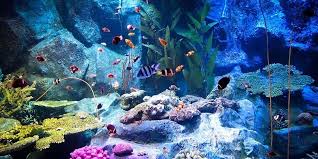 Visitors walking through the glass tunnel surrounded by colorful marine life at Underwater World Pattaya, Thailand.
